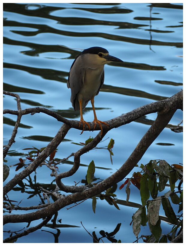 Black-crowned Night Heron