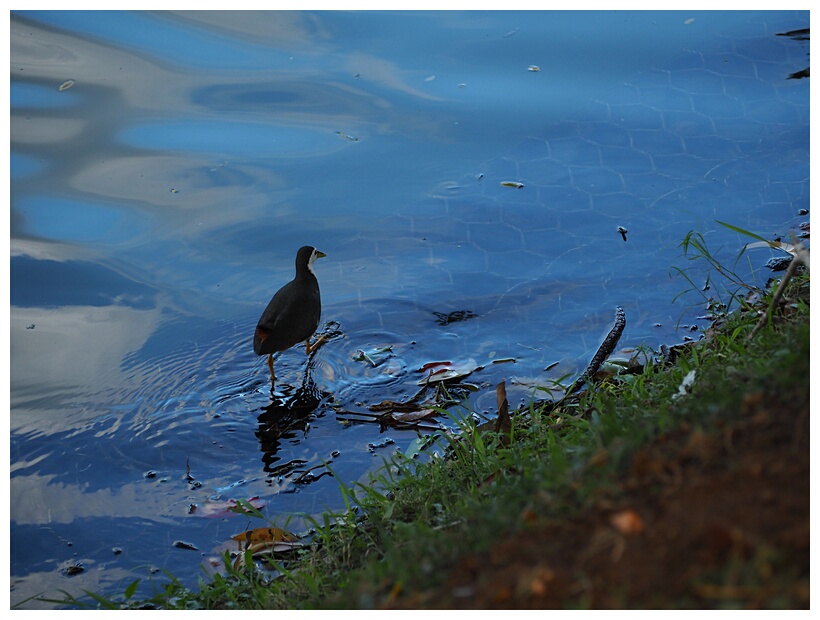 White-breasted Waterhen