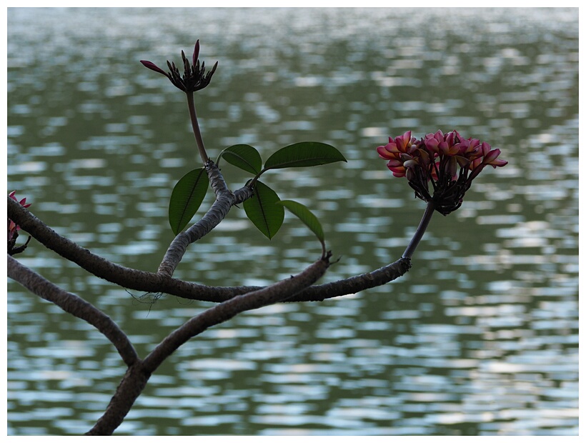 Frangipani Flower