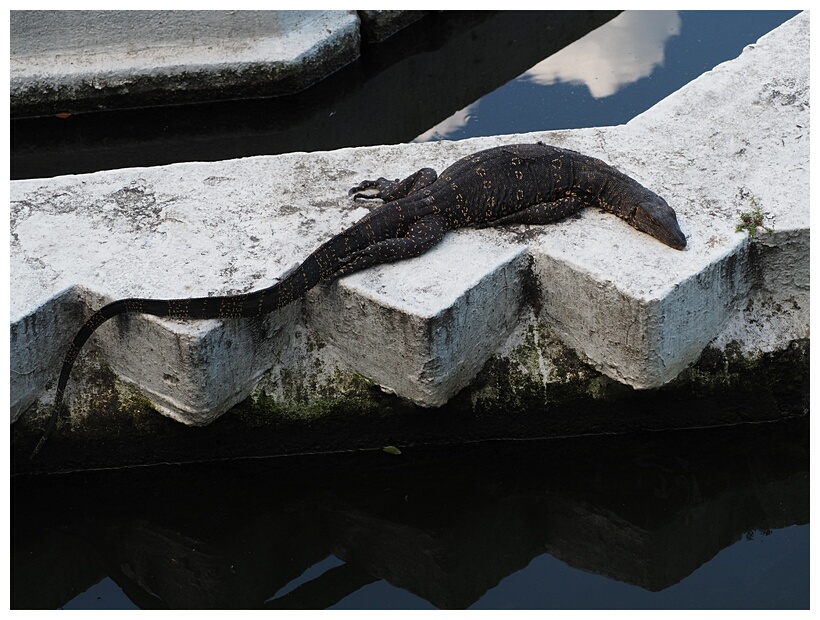 Monitor Lizard