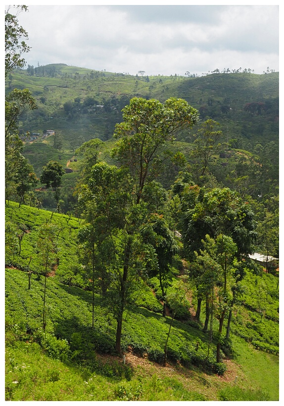 Tea Plantations