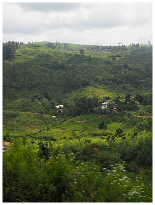 Tea Plantations