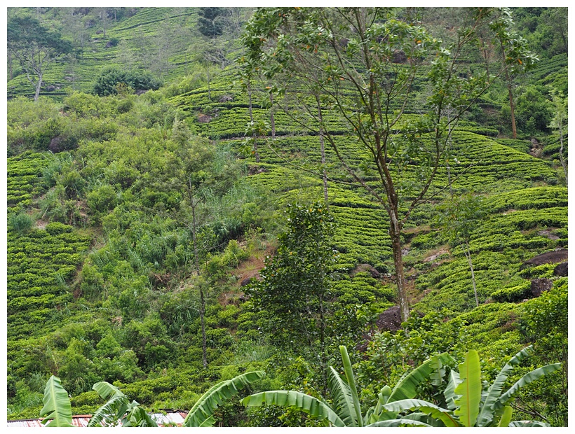 Tea Plantation