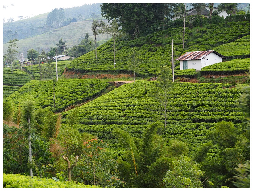 Nuwara Eliya