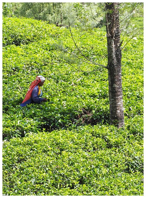 Tea Fields