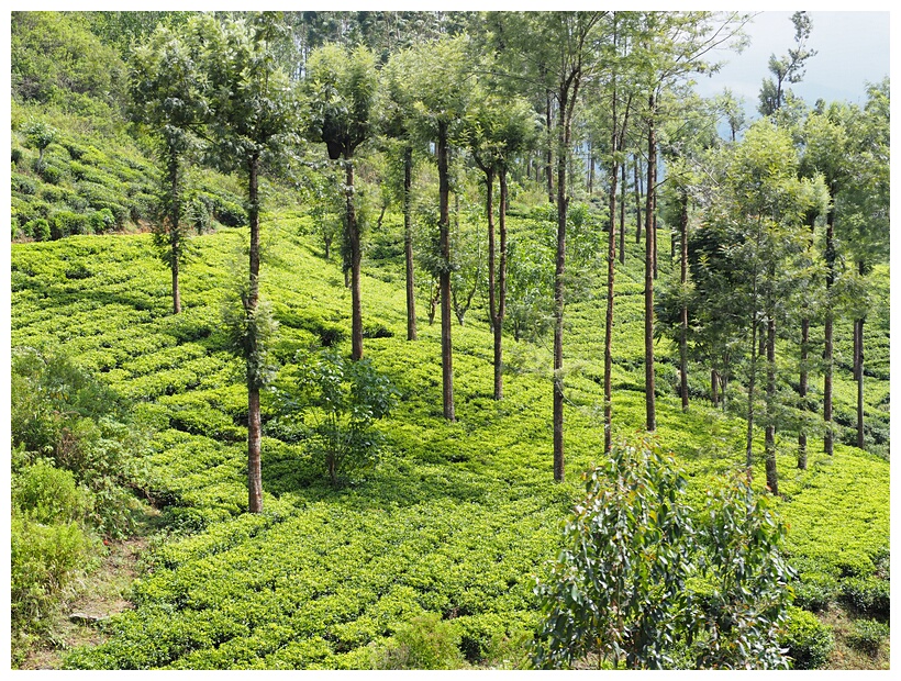 Tea Fields