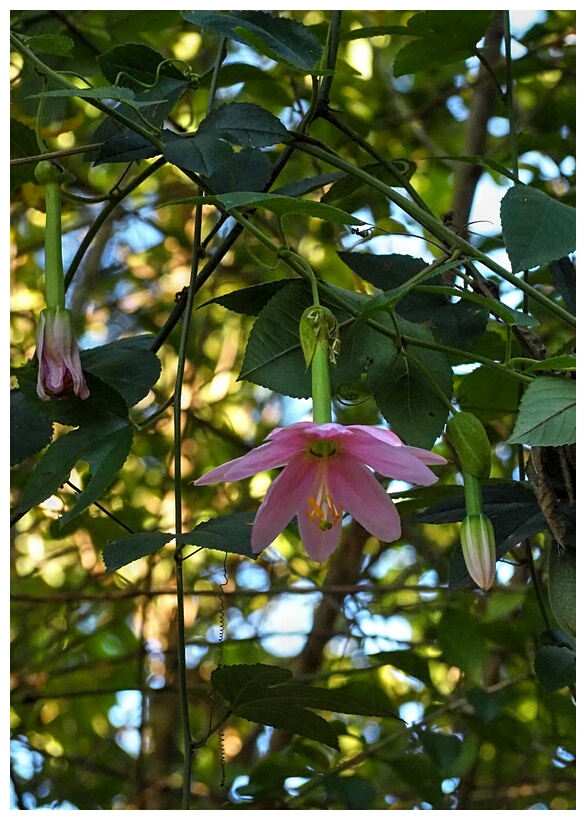 Curuba Flower