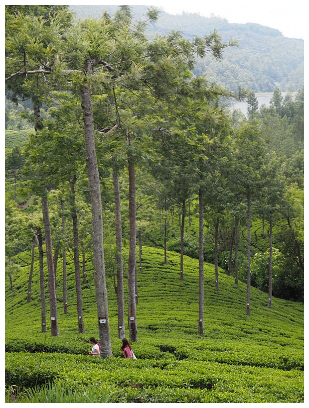 Pedro Tea Estate