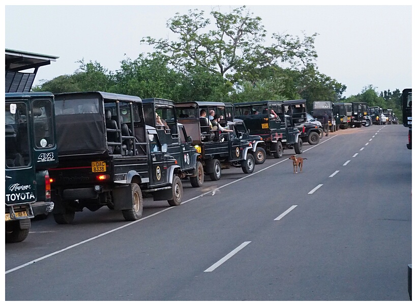 Yala National Park