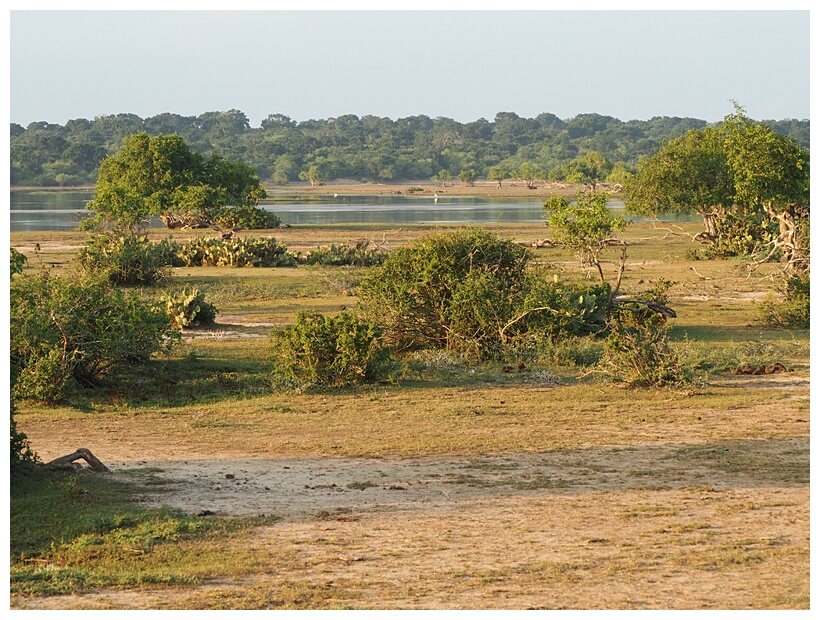 Yala National Park