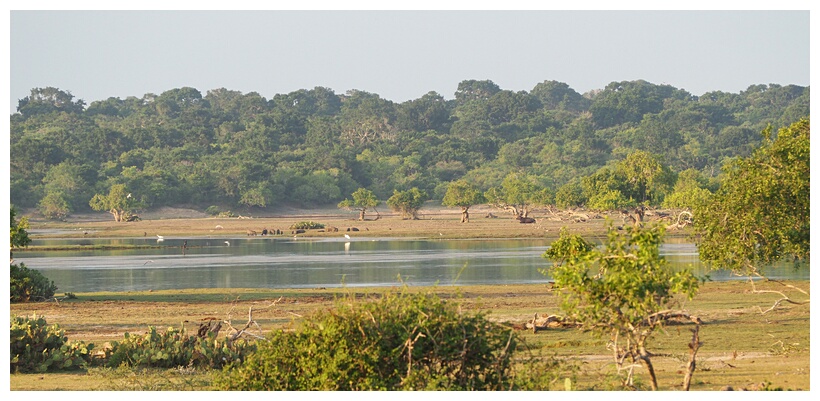 Yala National Park