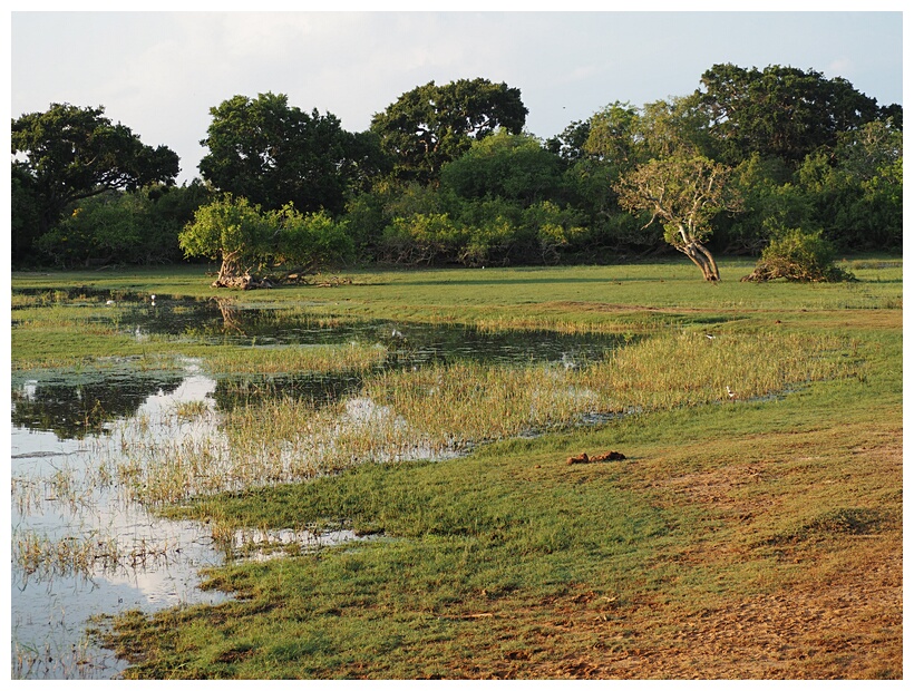 Yala National Park