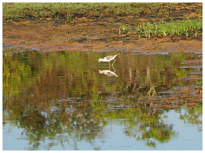 Sandpiper