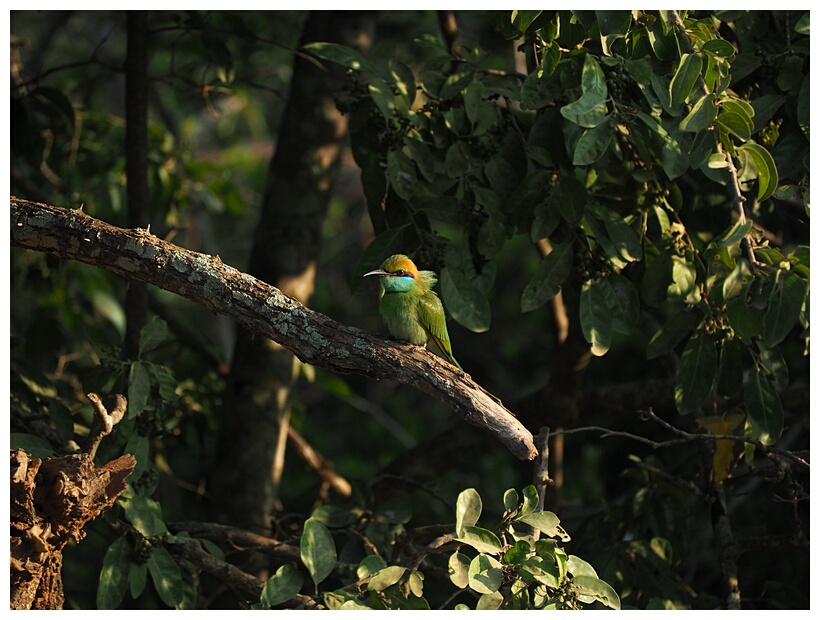 Green Bee Eater