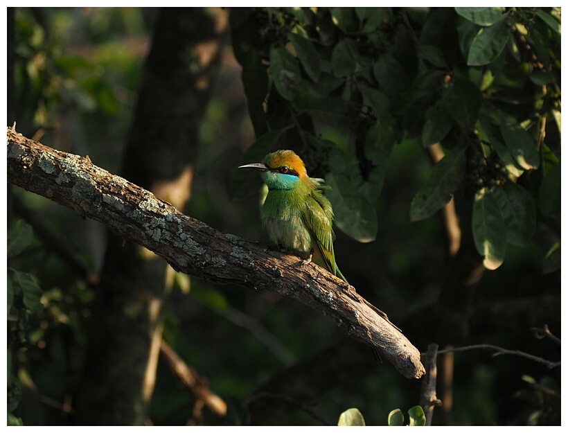 Green Bee Eater