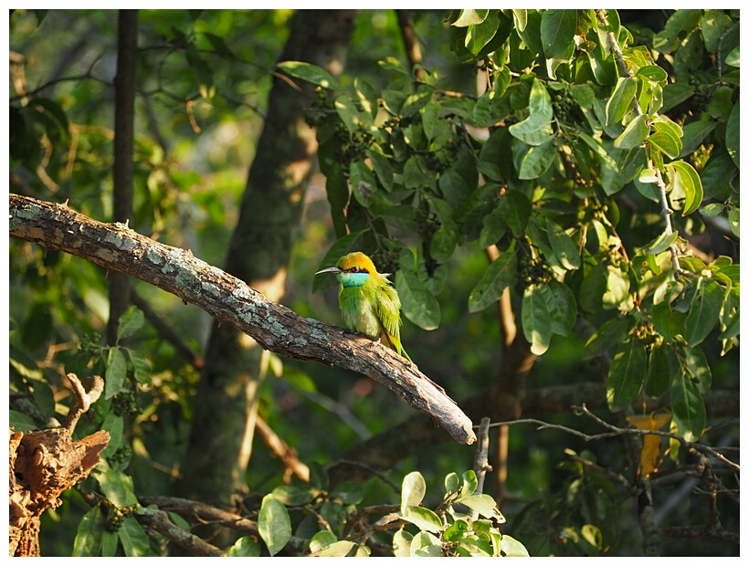 Green Bee Eater