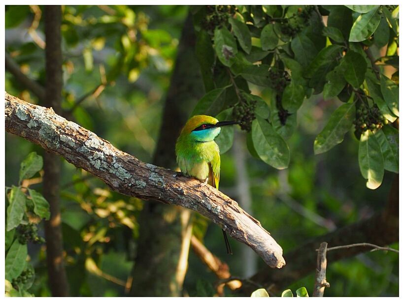 Bee-eater