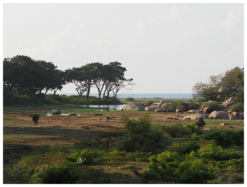 Yala National Park