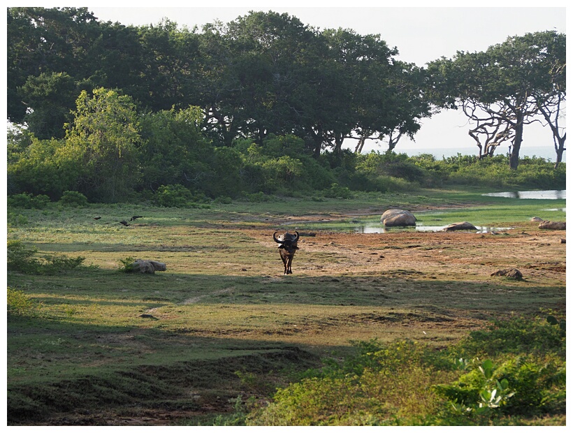 Yala National Park