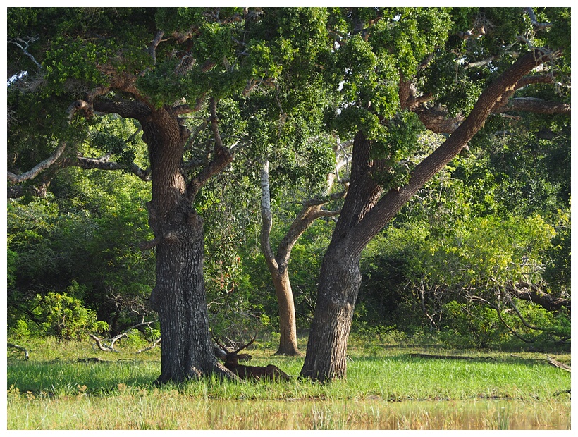 Sambur Deer