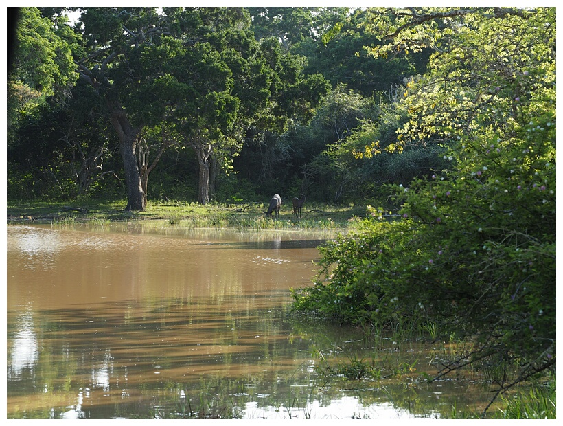 Sambur Deer