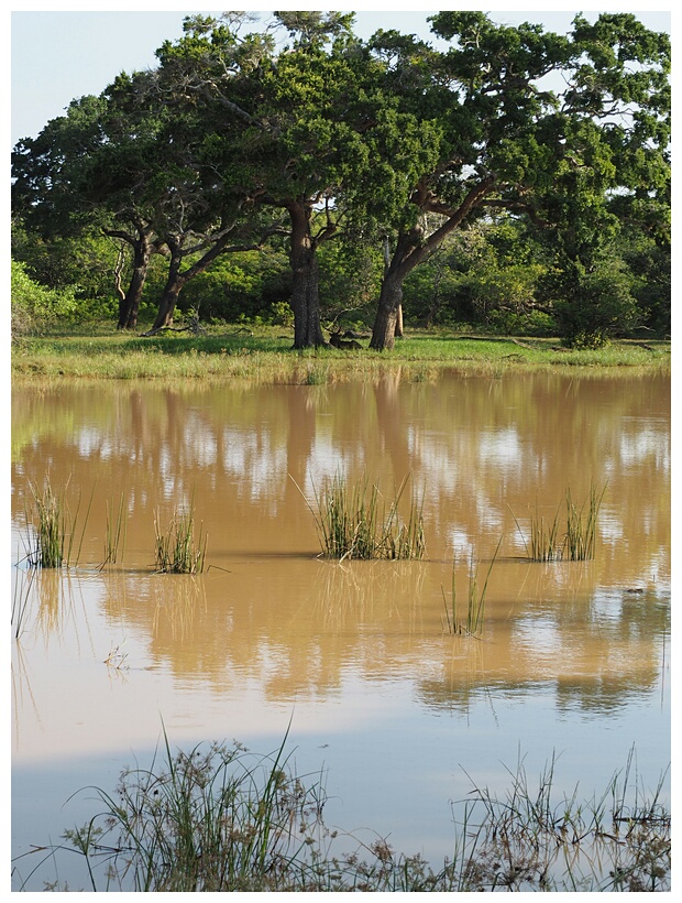 Yala National Park