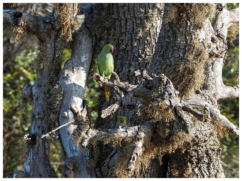 Parakeets