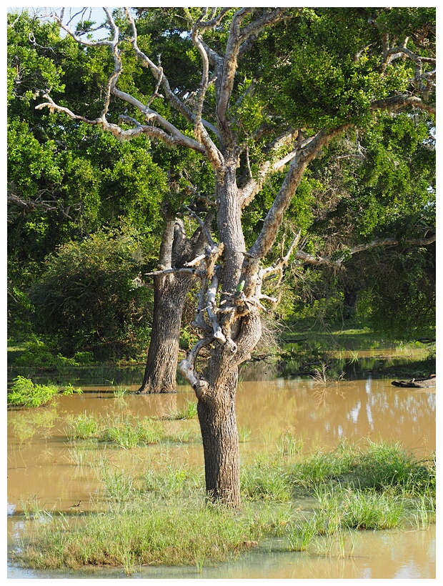 Yala National Park