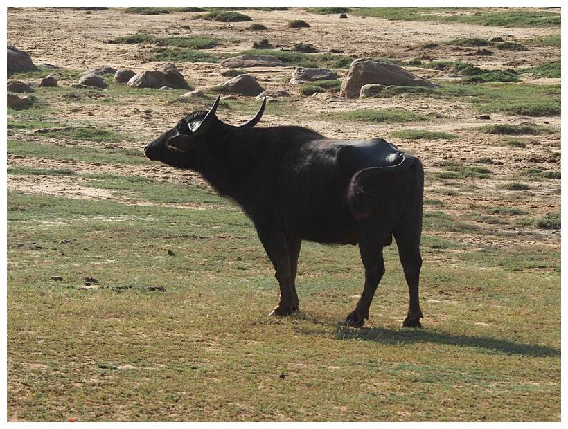 Wild Water Buffalo