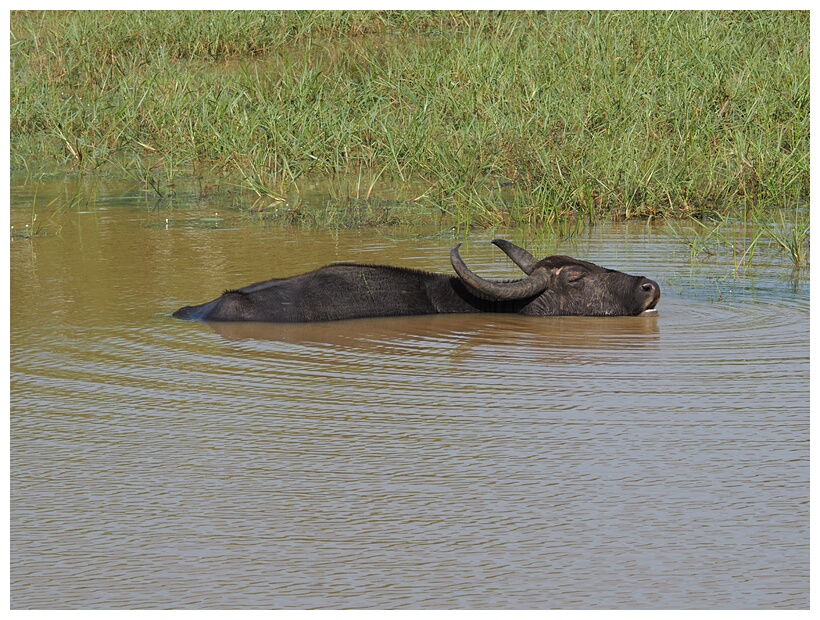 Water Buffalo