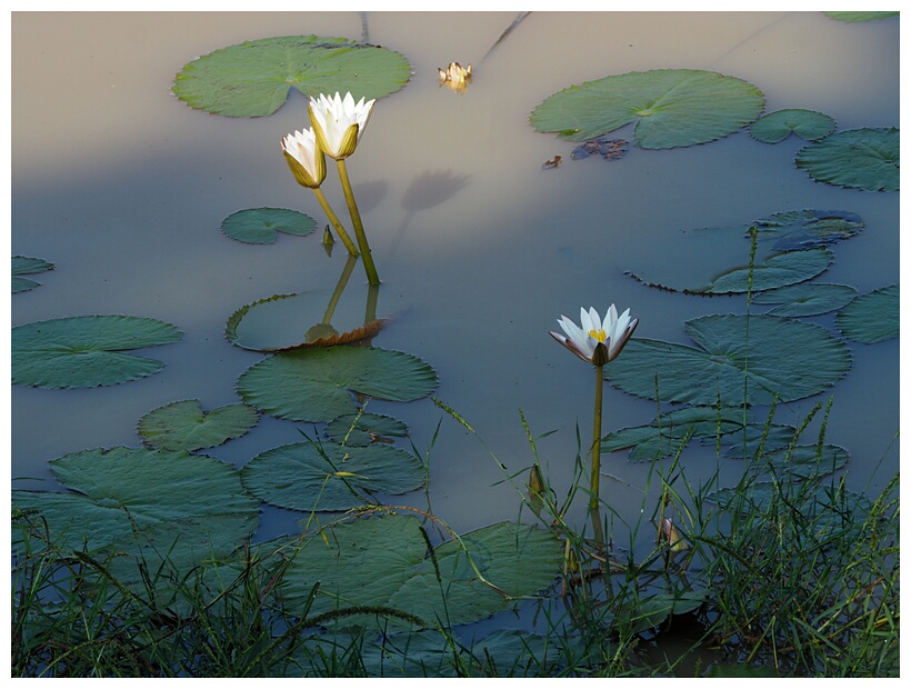 Water Lilies