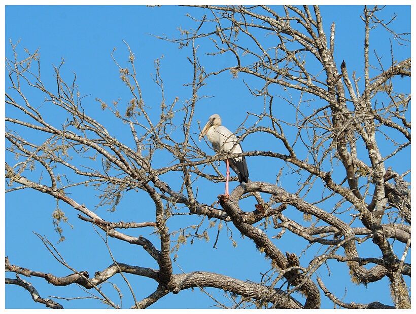 Openbill Stork