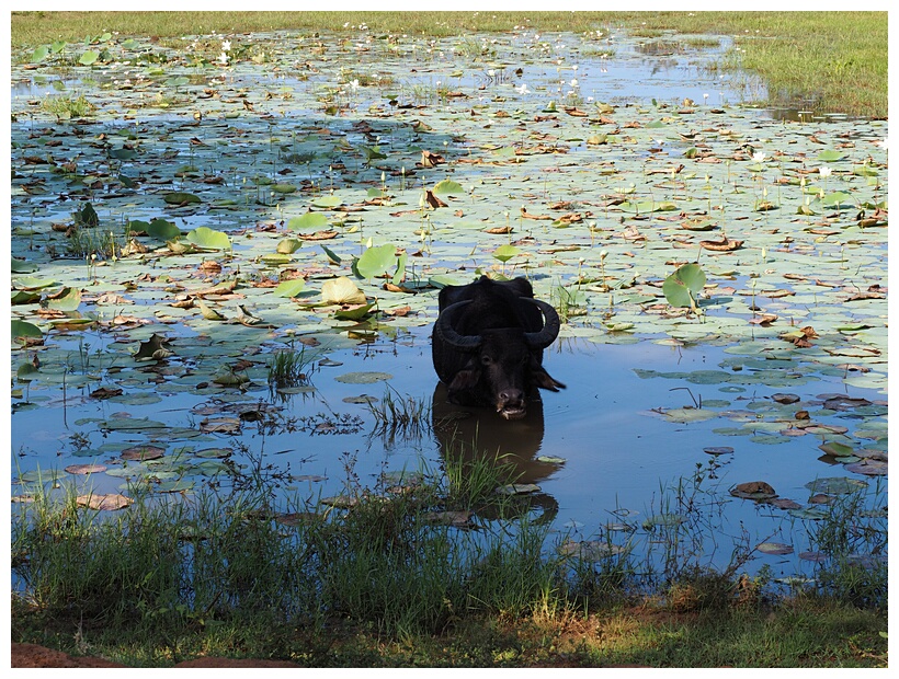 Water Buffalo