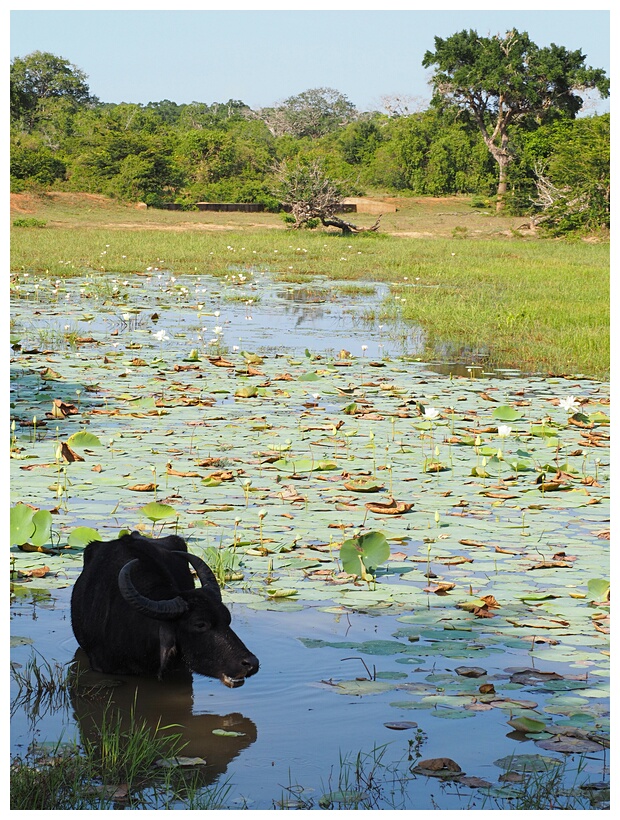 Yala National Park