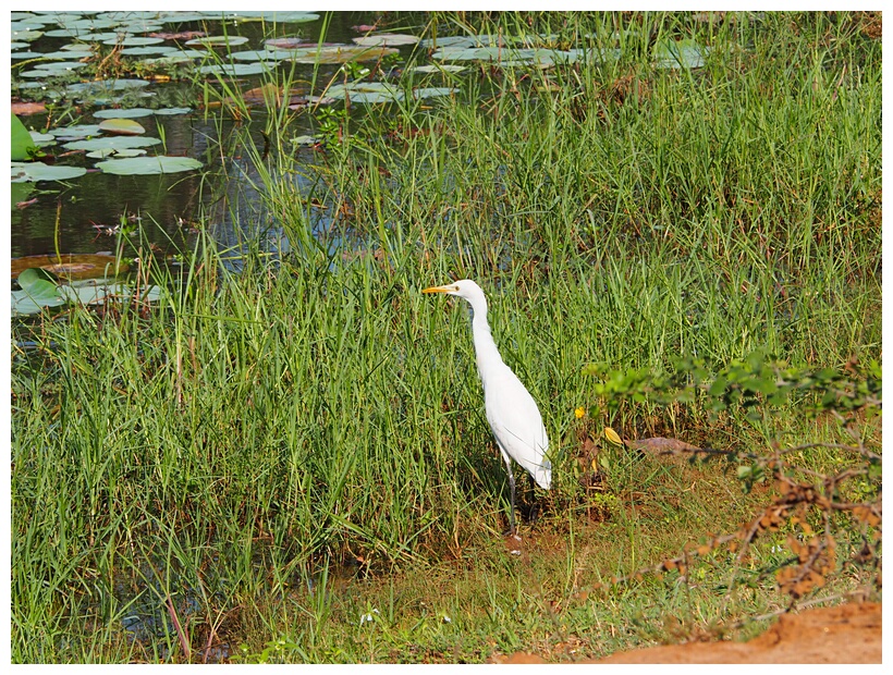 Eastern Great Egret