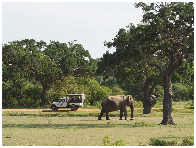 Asian Elephant