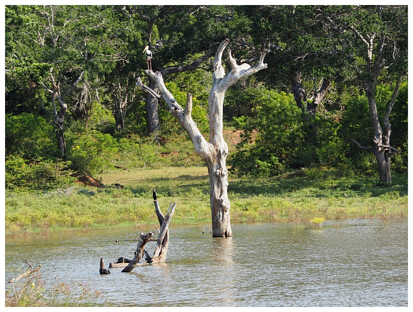 Dead Tree