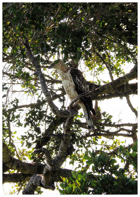 Crested Goshawk