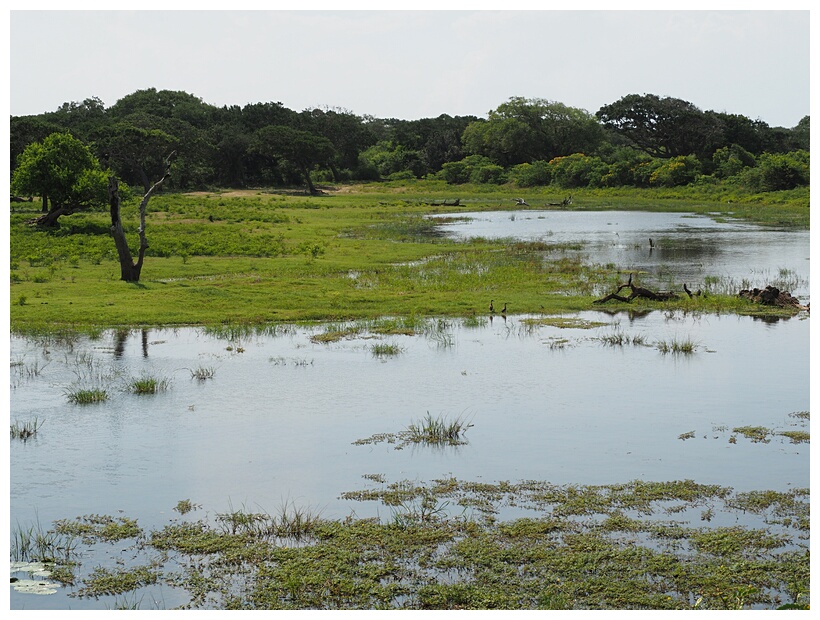 Yala National Park