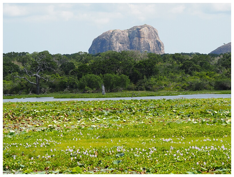 Yala National Park