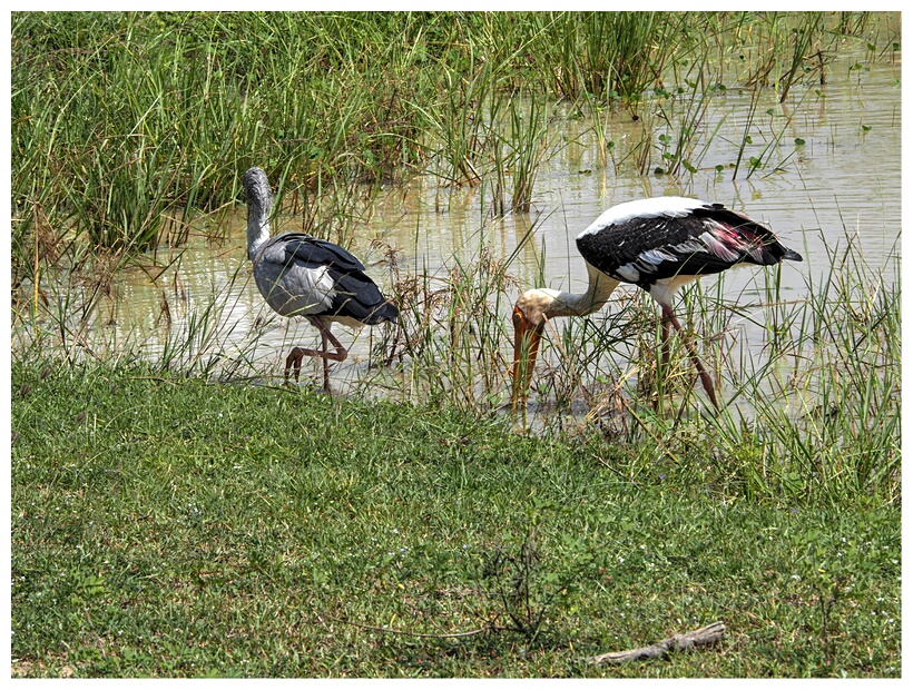 Painted Storks