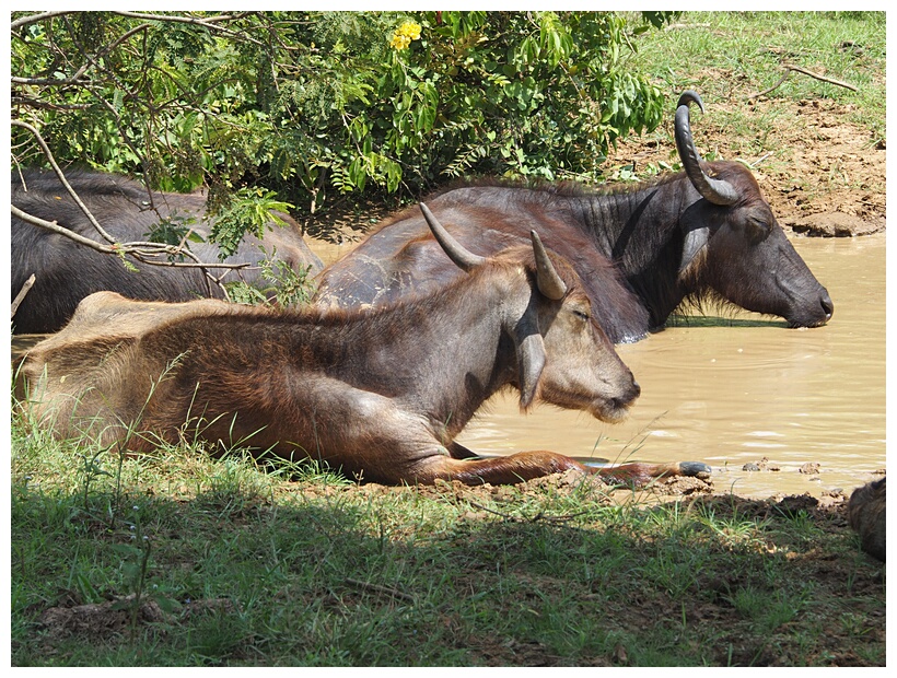 Water Buffalo