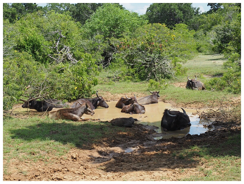 Water Buffalo