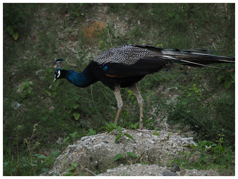 Peacock