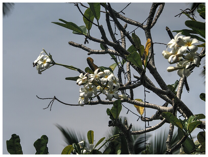 Flowers