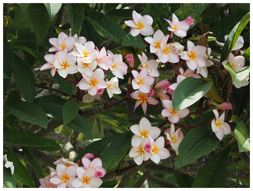 Frangipani Flowers