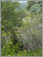 Dambulla Views