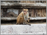 Monkey Kingdom