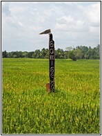 Rice Field