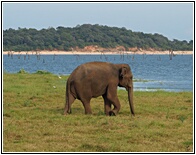 Kaudulla Tank